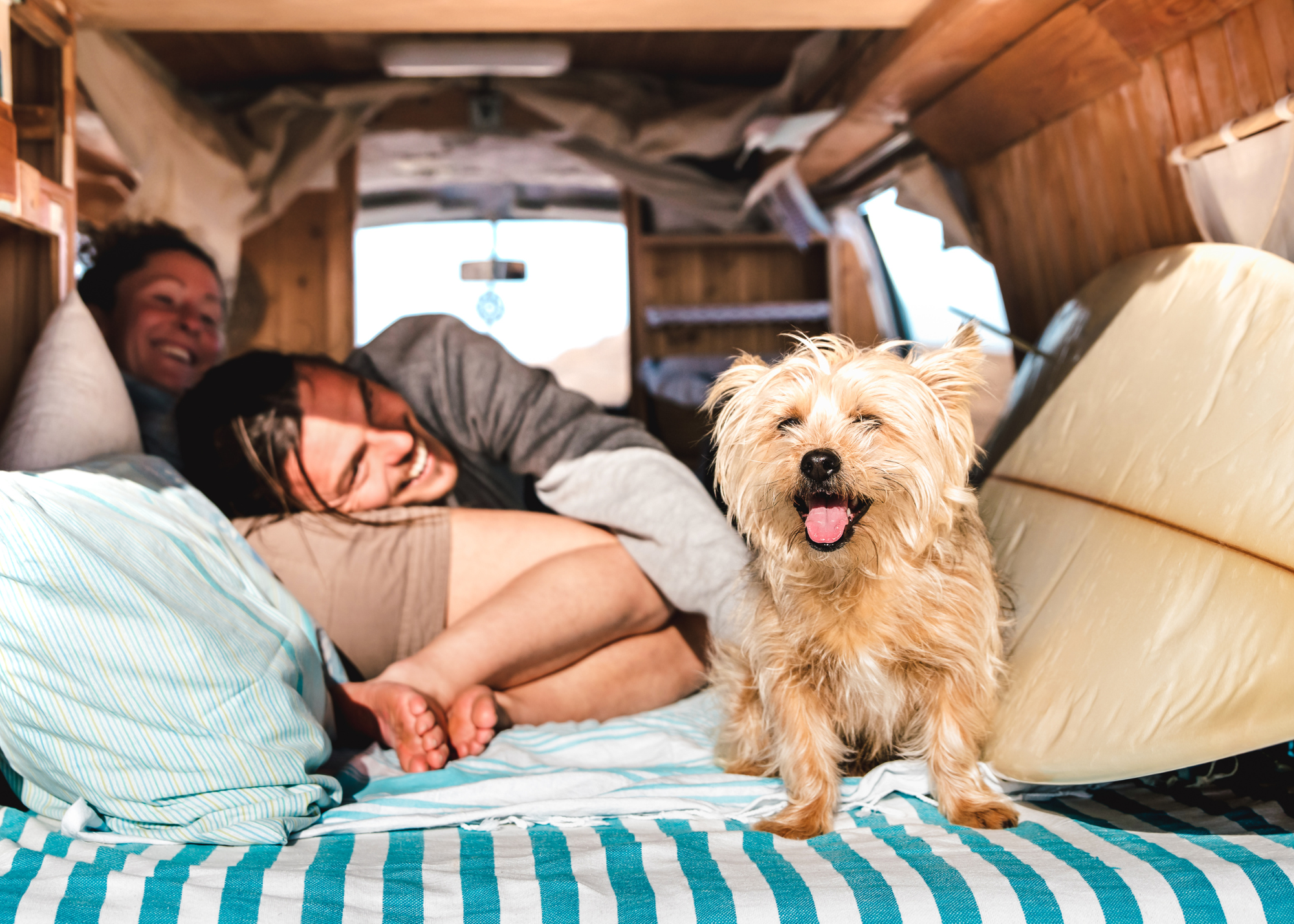 Family on a pet-safe road trip